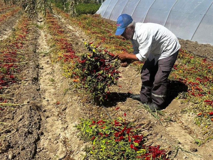 Kilosunu 400 TL'den satıyor: 5 dönümlük bahçede 300 bin lira kazanıyor - Resim: 9