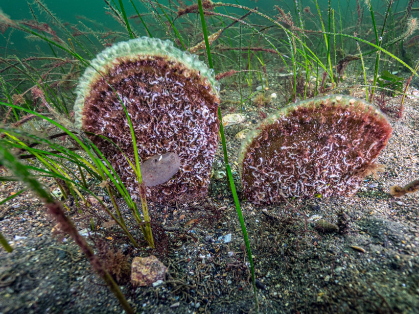 Başkan B&uuml;y&uuml;kakın daldı, g&ouml;rd&uuml; ve m&uuml;jdeyi verdi: İzmit K&ouml;rfezi canlanıyor - Resim : 2