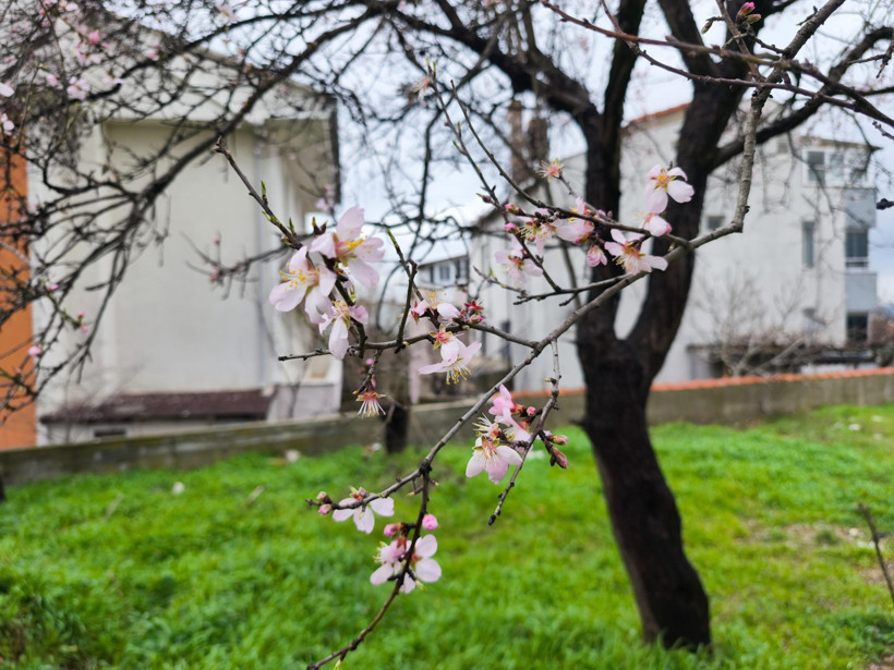 Meyve ağaçları çiçek açtı: Uzmanında kritik uyarı - Resim : 1