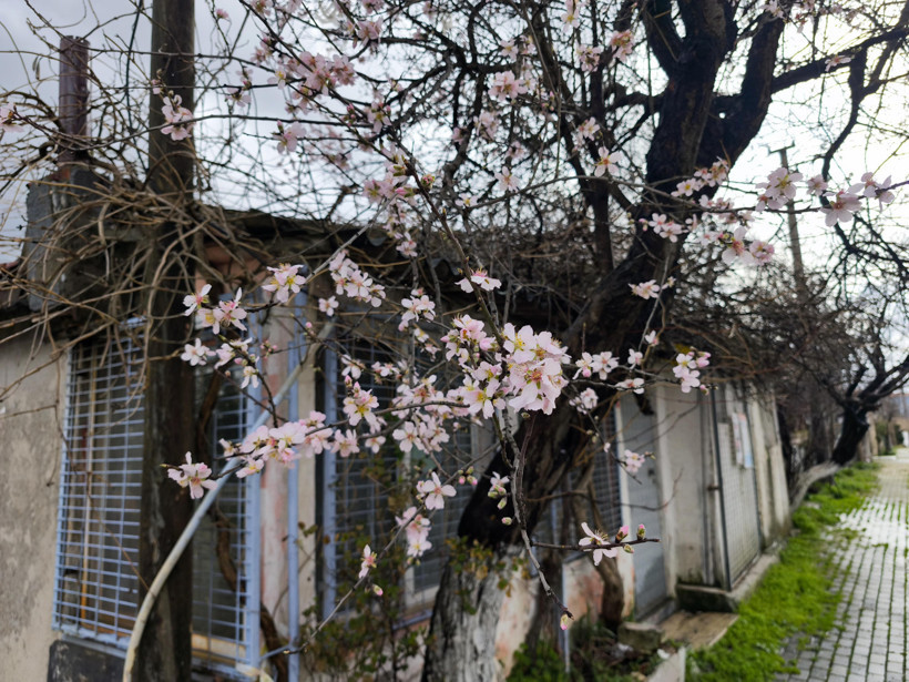 Meyve ağaçları çiçek açtı: Uzmanında kritik uyarı - Resim : 3