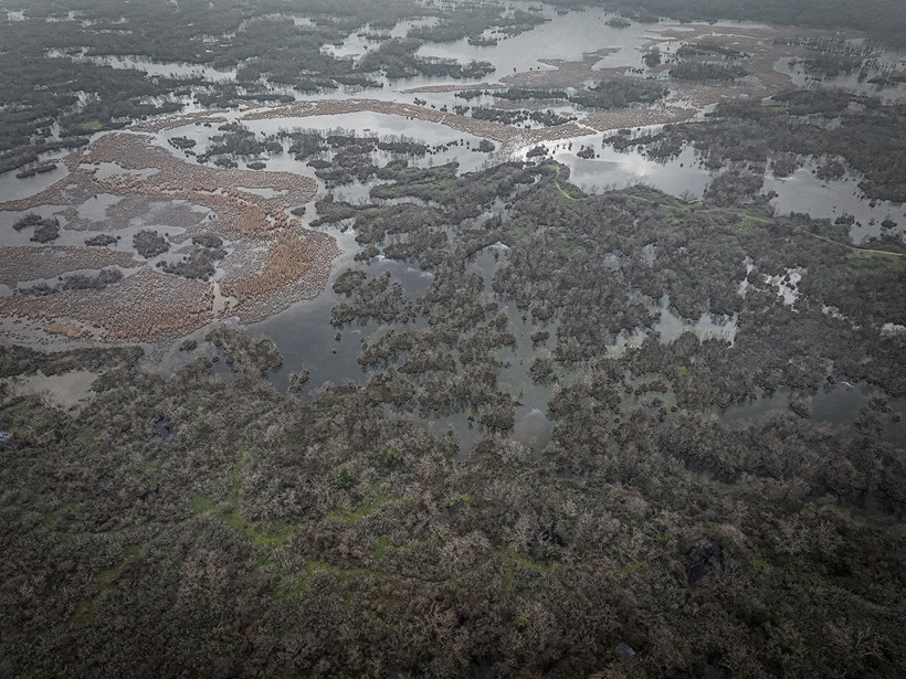 Kuraklık sonrası mucize: Karacabey longozu yeniden canlandı... 300'e yakın kuş türüne ev sahipliği yapıyor - Resim : 6