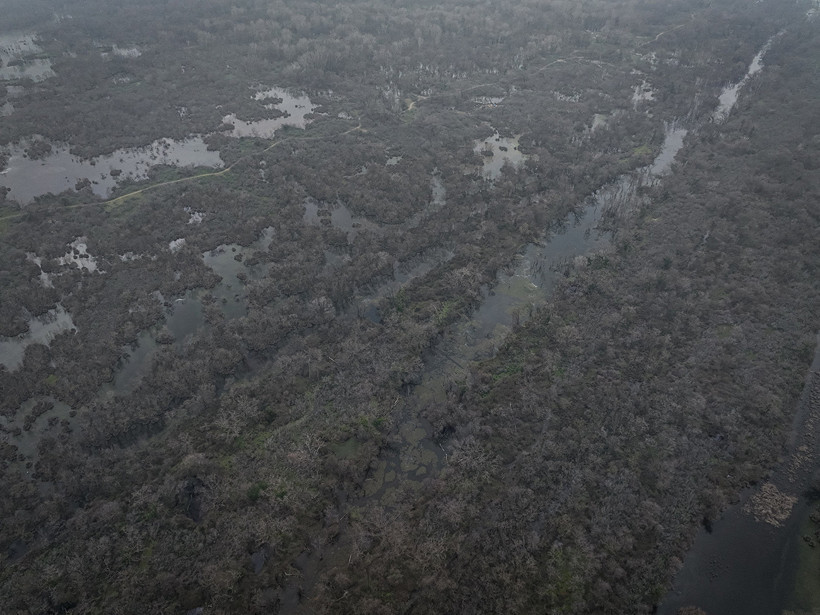 Kuraklık sonrası mucize: Karacabey longozu yeniden canlandı... 300'e yakın kuş türüne ev sahipliği yapıyor - Resim : 7