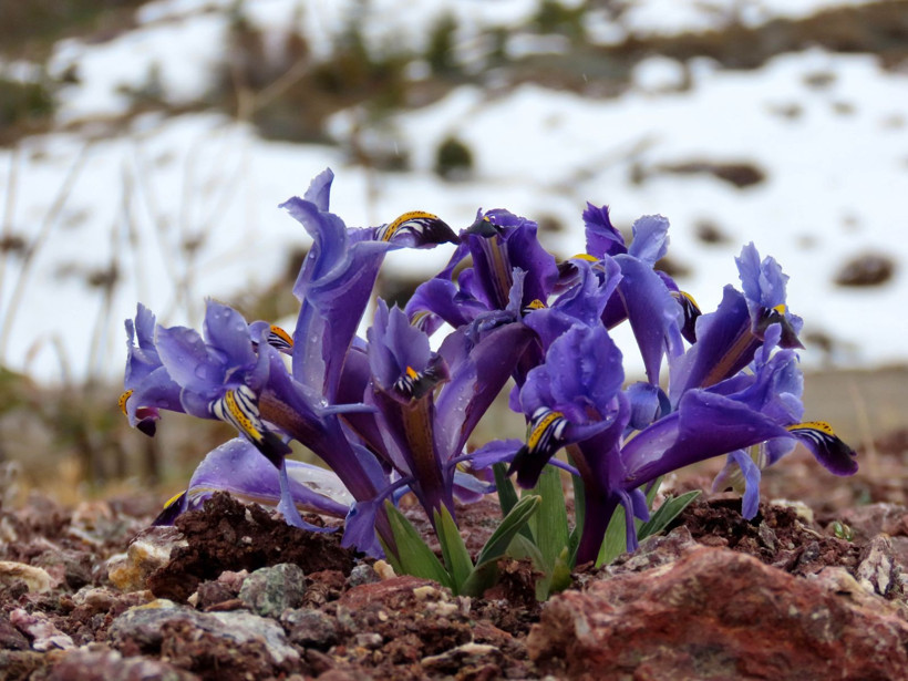 Sadece 14 gün görebileceksiniz: Kaçırmayın ama çiğnemeyin - Resim: 7