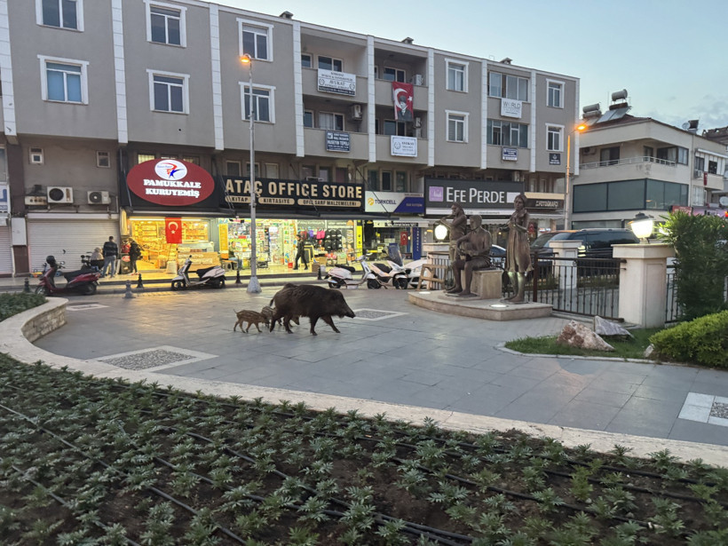 Marmaris’te yaban domuzları şehre indi - Resim : 1