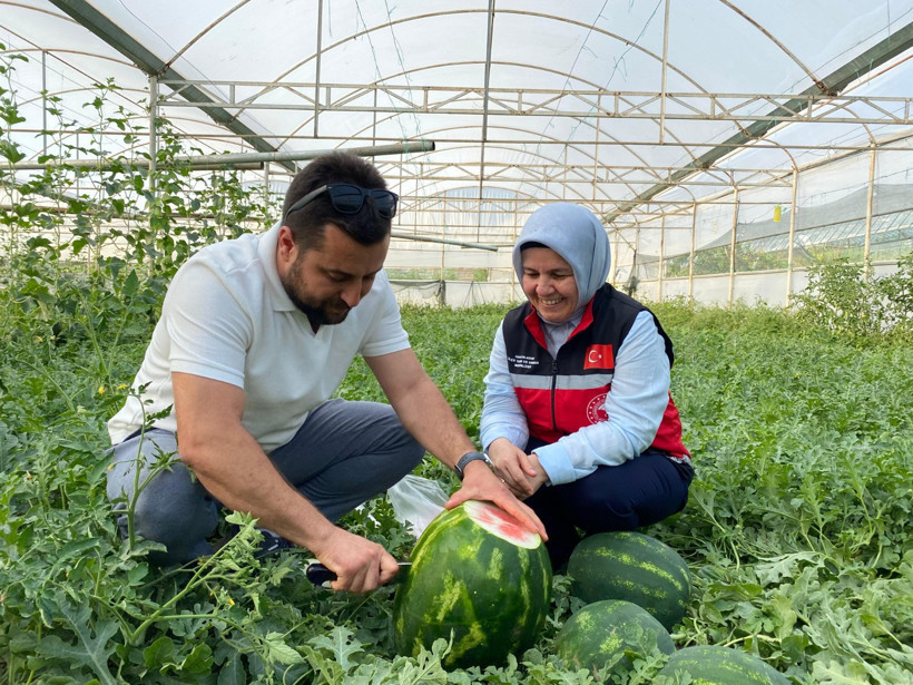 Antalya'da sezonun ilk karpuzları hasat ediliyor - Resim : 1