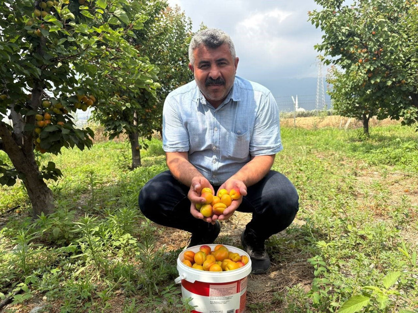 Ziraat mühendisinin tavsiyesi zengin etti: Bir ağaçtan 300 kilo meyve topluyor - Resim: 1