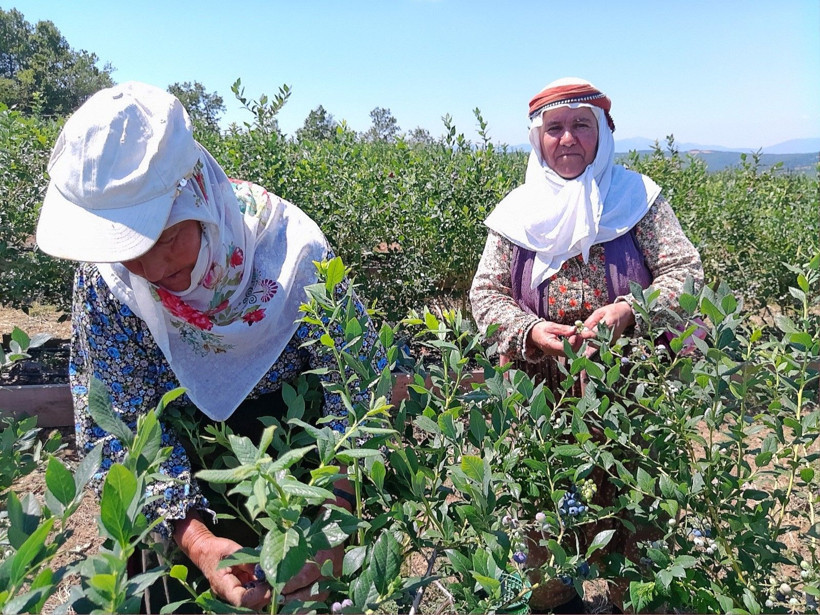 Devlet desteğiyle verimsiz arazide kurdu... İlk hasatta 6 ton bekliyor - Resim: 1