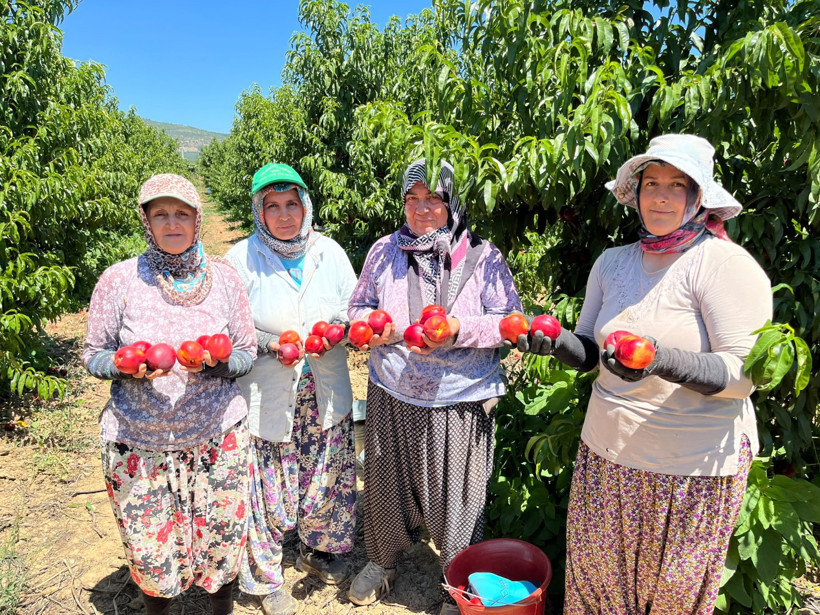 Tarlada 15 TL, rafta 100 lira: Üretici durumdan şikayetçi - Resim : 3