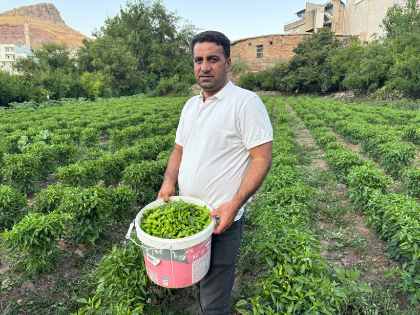 450 liraya kadar çıktı, yeni hasatla 80 liraya geriledi: İşte sebebi - Resim: 1