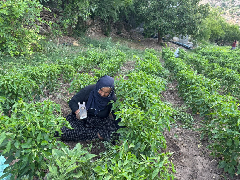 450 liraya kadar çıktı, yeni hasatla 80 liraya geriledi: İşte sebebi - Resim: 4