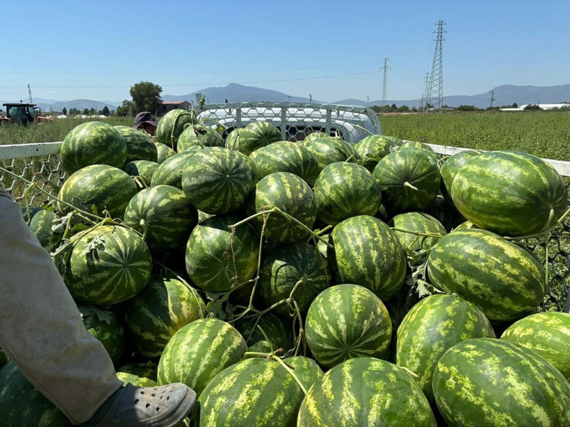 Kilosunu 10 liradan satıyorlar: Taleplere yetişemiyorlar - Resim: 8