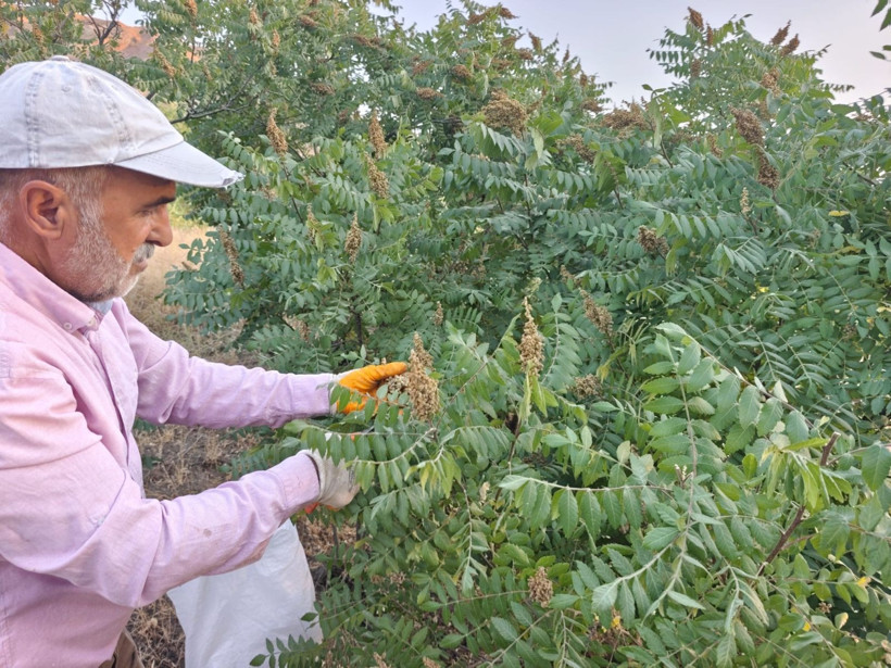 Kebapçıların gözdesinde hasat başladı: Kilosu 350 TL'den satılıyor, doğada yetişiyor - Resim: 8