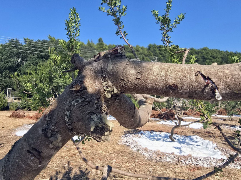 11 yıl sonra hasat başladı: Kilosu 50 bin TL’ye satılıyor - Resim: 7