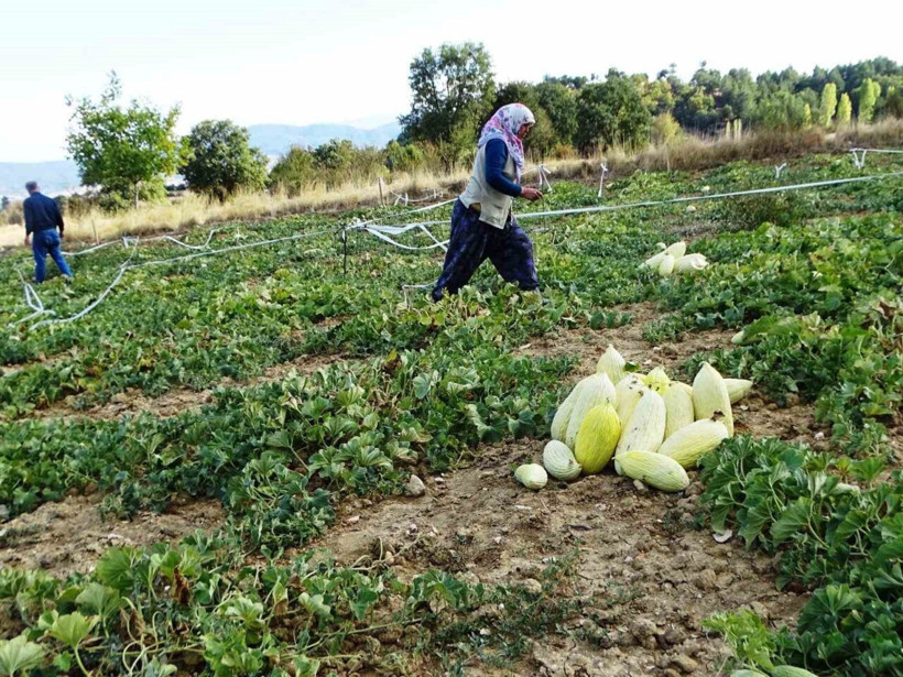 Susuz yetişiyor, kış boyu dayanıyor: Kilosu 40 liradan tezgaha çıktı - Resim: 5