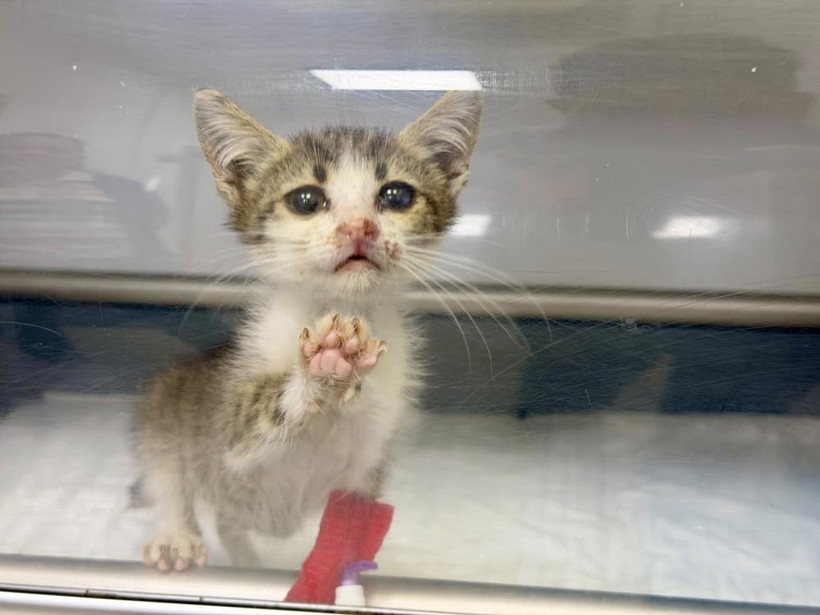 Şiddete uğrayan minik kedi tedavi altına alındı - Resim : 2