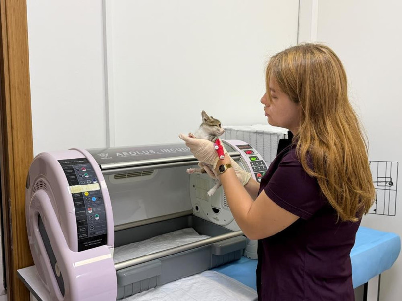 Şiddete uğrayan minik kedi tedavi altına alındı - Resim : 3