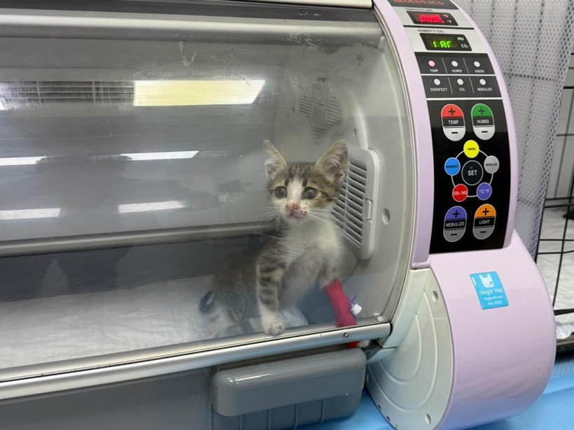 Şiddete uğrayan minik kedi tedavi altına alındı - Resim : 4