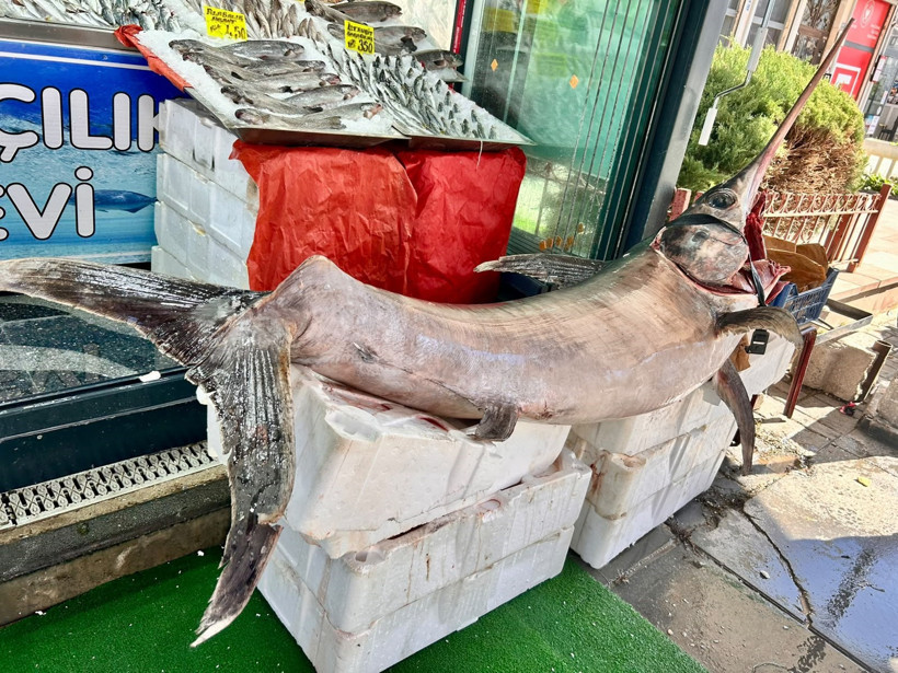 Ankara'da 2,5 metre uzunluğunda 60 kilogram ağırlığındaki kılıç balığı ilgi odağı oldu - Resim : 2