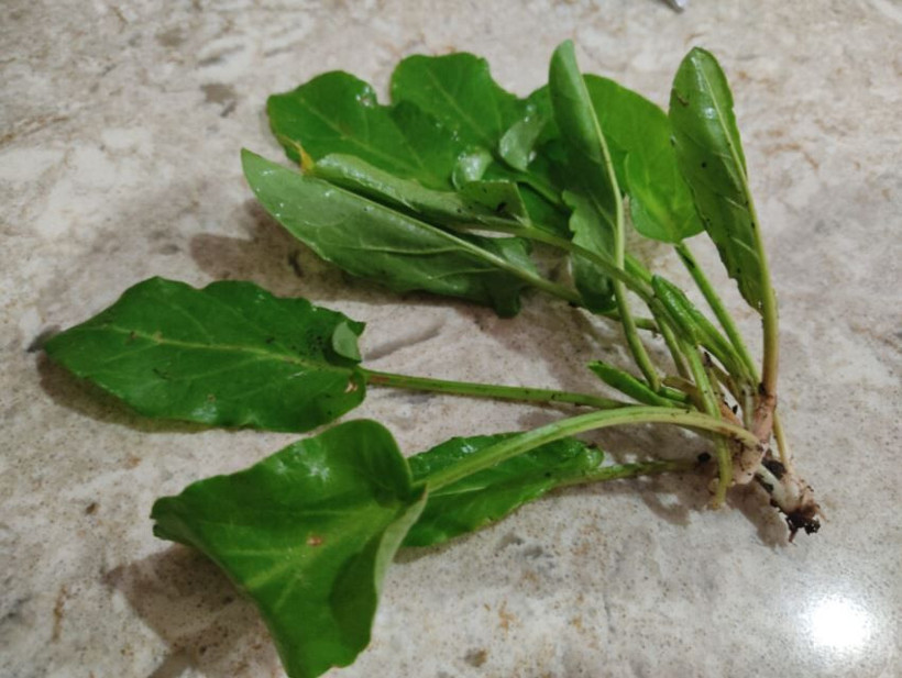 Dağlarda bedava büyüyor, tezgâhta kapış kapış gidiyor: Doğanın gizli antibiyotiği tam burnunuzun dibinde - Resim: 1