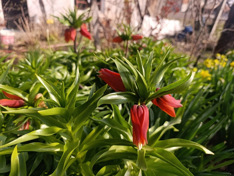 Ağlayan Gelin açtı: Yılda sadece 20 gün görünüyor… Koparanın cezası servet değerinde - Resim: 10
