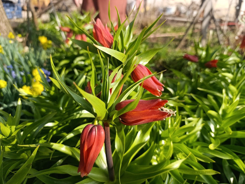 Ağlayan Gelin açtı: Yılda sadece 20 gün görünüyor… Koparanın cezası servet değerinde - Resim: 9