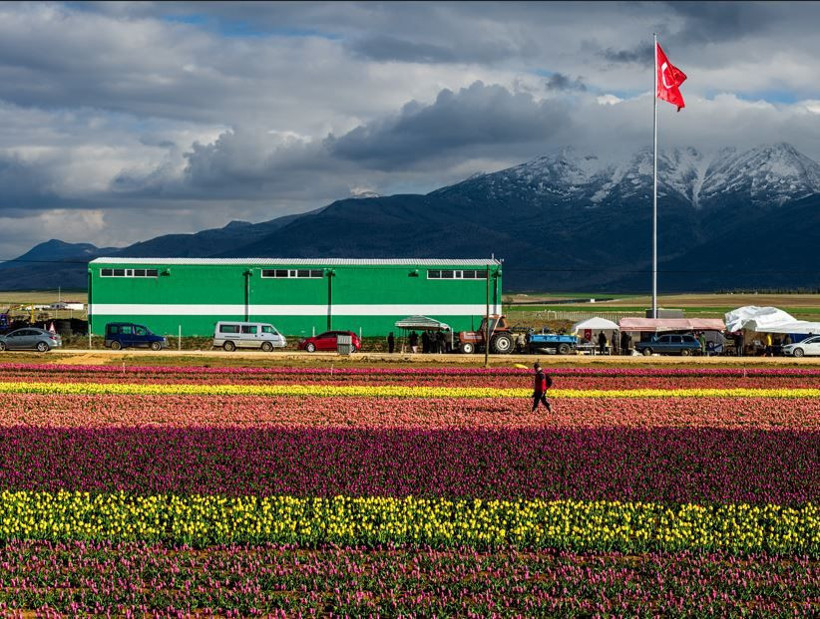 Karaman'da renk cümbüşü: Milyonlarca lale dünyaya açılıyor - Resim: 7