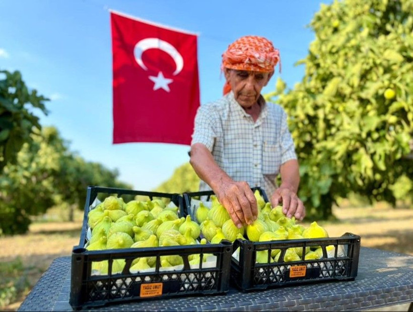 Kilosu 350 liradan kapış kapış satılıyor: Dev hasat başladı - Resim: 4