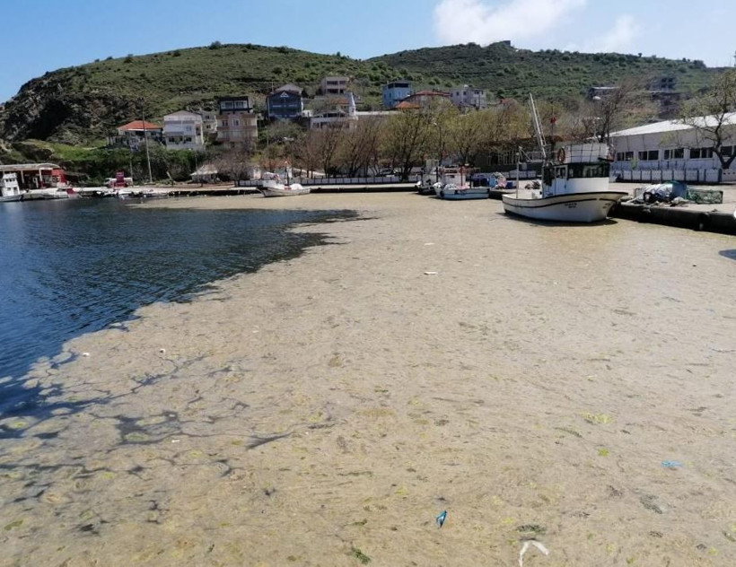 “Marmara ölü değil ama ağır hasta”: Müsilajın esas nedeni açıklandı - Resim: 5