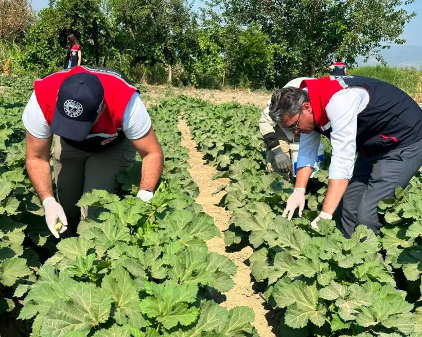 'Yeşil altının' kilosu 300 TL'ye çıktı: 'Sayesinde cebimiz para gördü' - Resim: 4