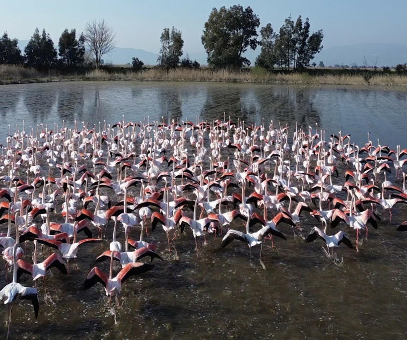 Buğday tarlalarını sular bastı: Flamingolar akın etti - Resim : 1