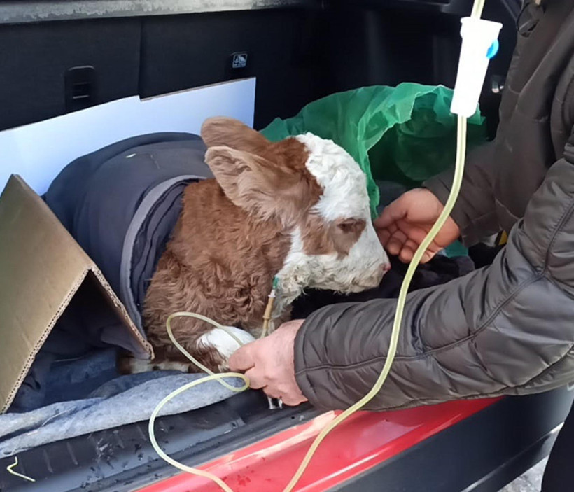 Arabanın bagajında serumla m&uuml;dahale etti: Yemeden i&ccedil;meden kesildi - Resim : 1