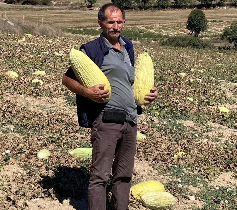 Susuz yetişiyor, kış boyu dayanıyor: Kilosu 40 liradan tezgaha çıktı - Resim: 1