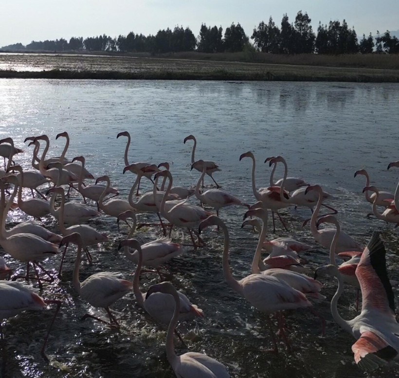 Buğday tarlalarını sular bastı: Flamingolar akın etti - Resim : 2