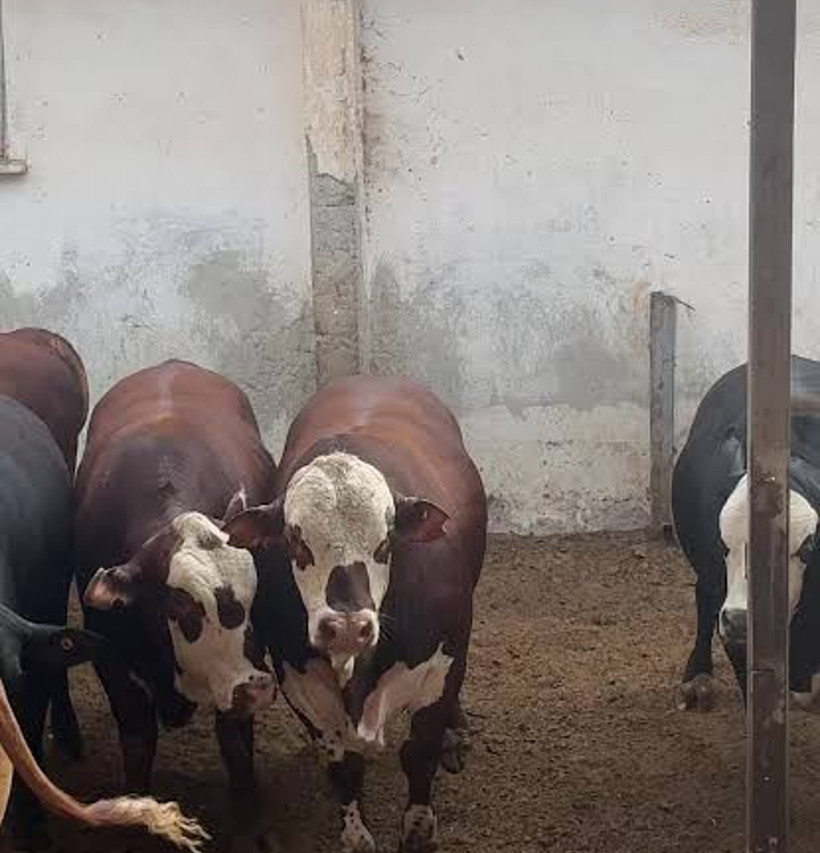 Brezilyalı besiciye Türkiye piyangosu: Yüzde 40'ını tek başımıza aldık - Resim : 1