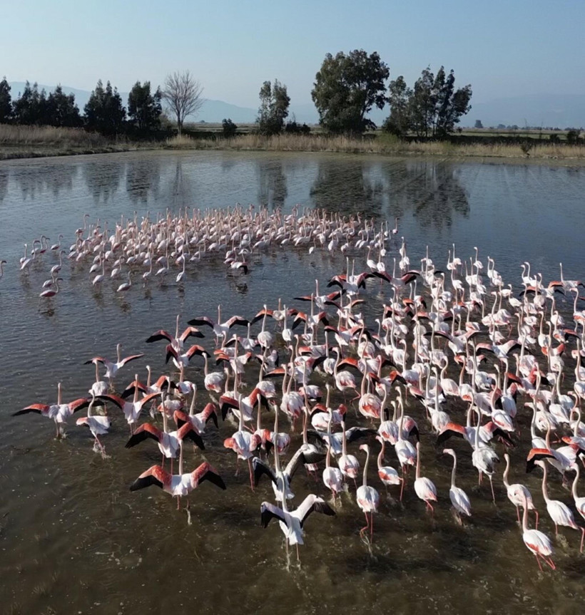 Buğday tarlalarını sular bastı: Flamingolar akın etti - Resim : 4