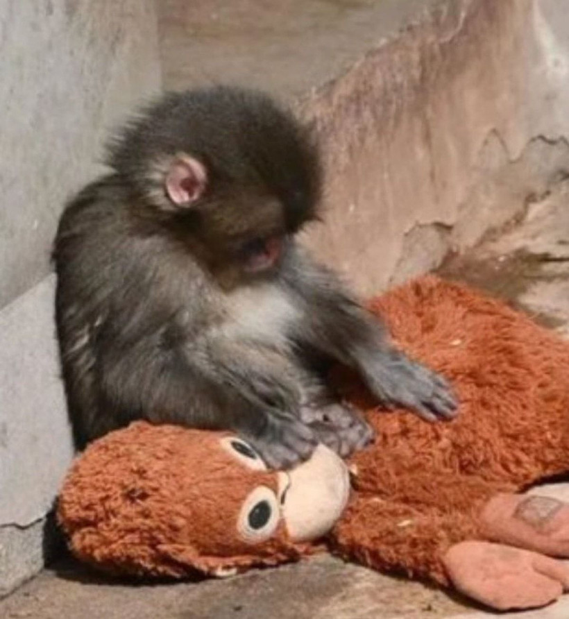 Yürekleri dağlamıştı, yavru maymun Punch için Andrew Tate’ten büyük teklif - Resim: 2