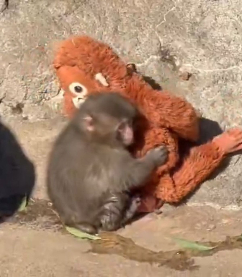 Yürekleri dağlamıştı, yavru maymun Punch için Andrew Tate’ten büyük teklif - Resim: 1