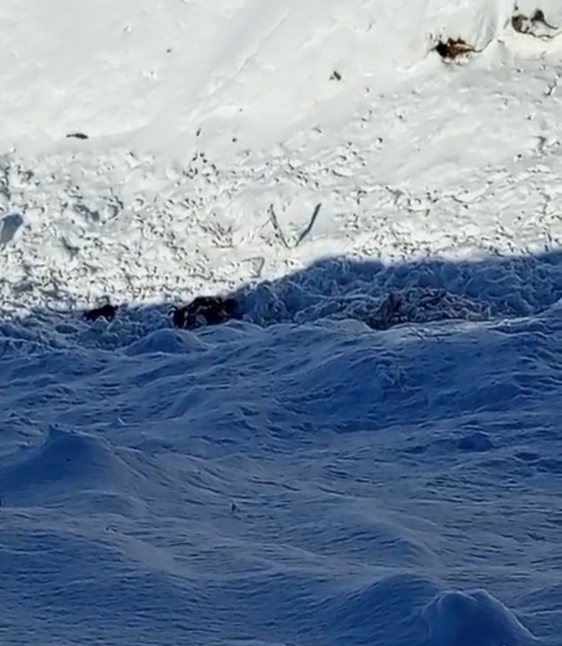 Batman’da çığ felaketi: 45 keçi telef oldu - Resim : 2