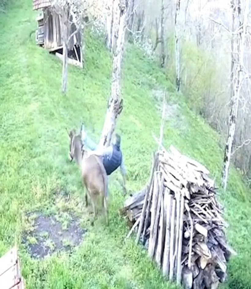 Huysuzlanan eşek sahibini sırtından attı: Ordu’da ilginç anlar kamarada - Resim : 2