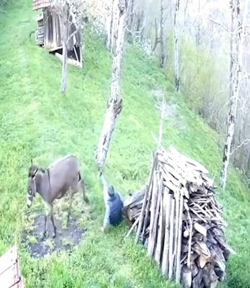 Huysuzlanan eşek sahibini sırtından attı: Ordu’da ilginç anlar kamarada - Resim : 3