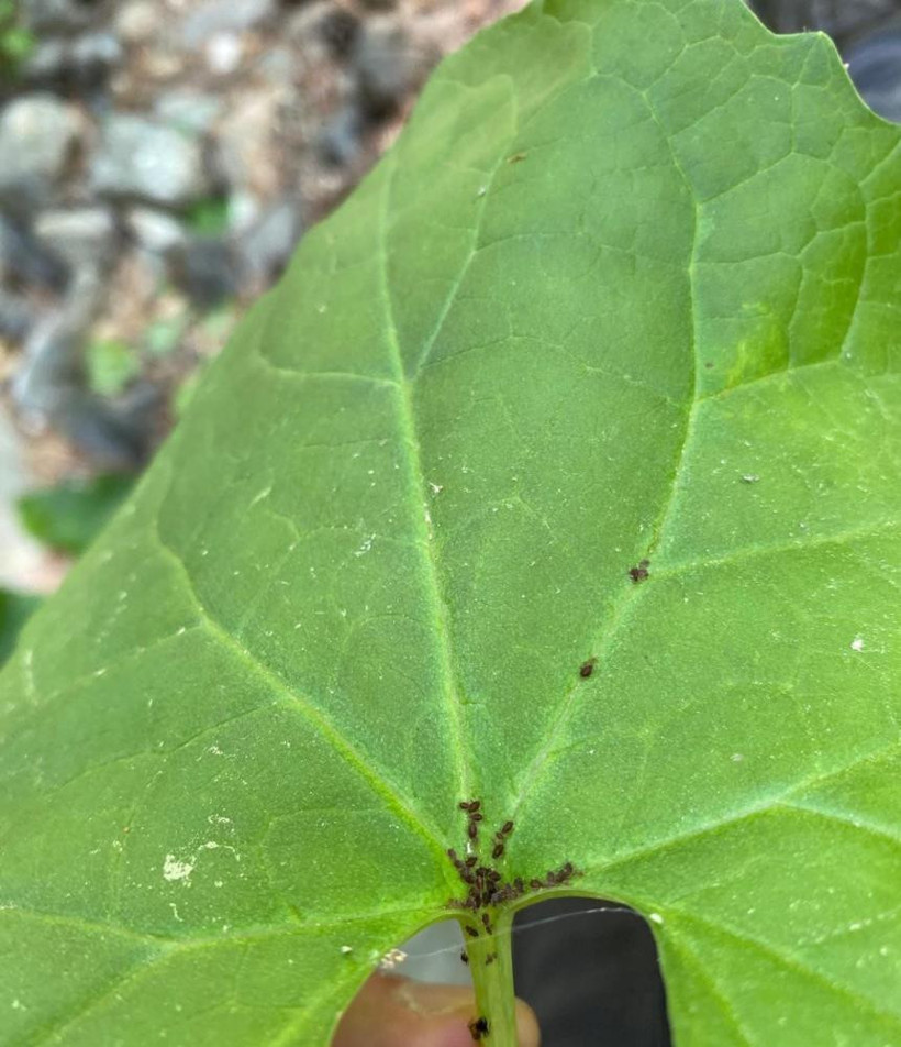 Kaz Dağları’nda daha önce hiç görülmemiş yeni bir böcek türü saptandı - Resim : 1