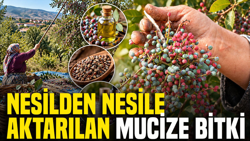 Nesilden nesile aktarılan mucize bitki: Kozmetik ve ilaç sanayisine gönderiliyor