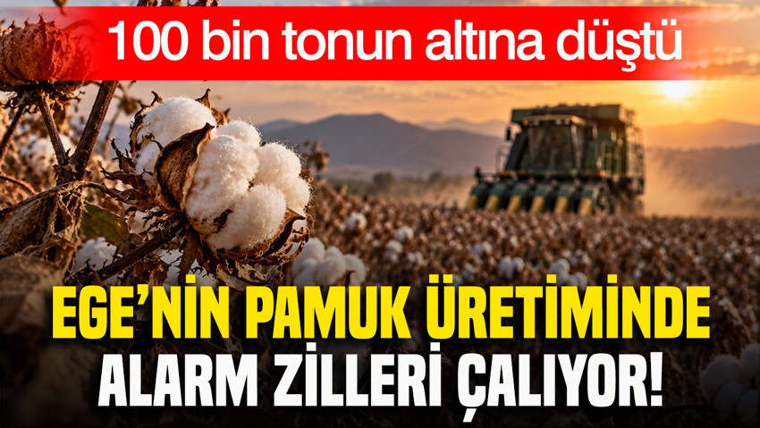 Ege’nin pamuk üretiminde alarm zilleri çalıyor: 100 bin tonun altına düştü