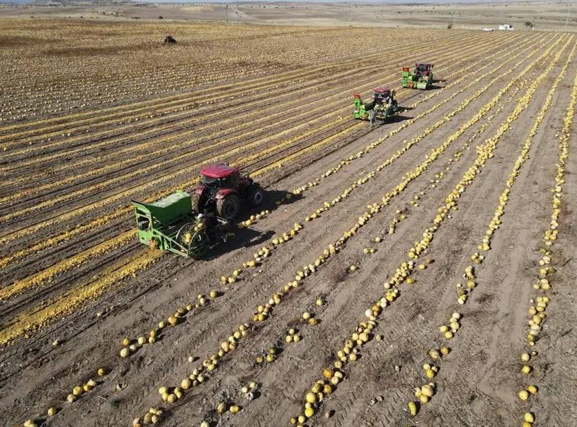Sarı altının hasadı çiftçinin yüzünü güldürdü. Tarlada 120 markette 300 lira. Erciyes Dağı'nın eteğinde yetişiyor - Resim: 6