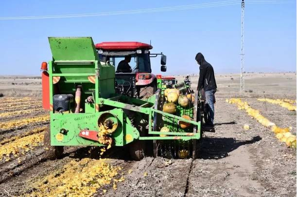 Sarı altının hasadı çiftçinin yüzünü güldürdü. Tarlada 120 markette 300 lira. Erciyes Dağı'nın eteğinde yetişiyor - Resim: 3