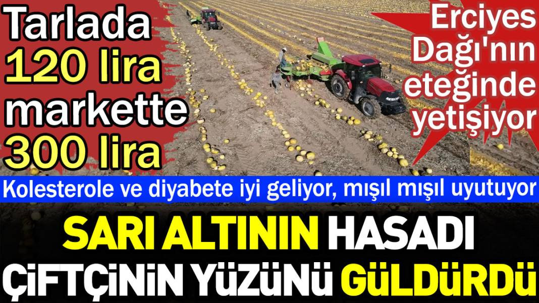 Sarı altının hasadı çiftçinin yüzünü güldürdü. Tarlada 120 markette 300 lira. Erciyes Dağı'nın eteğinde yetişiyor - Resim: 1