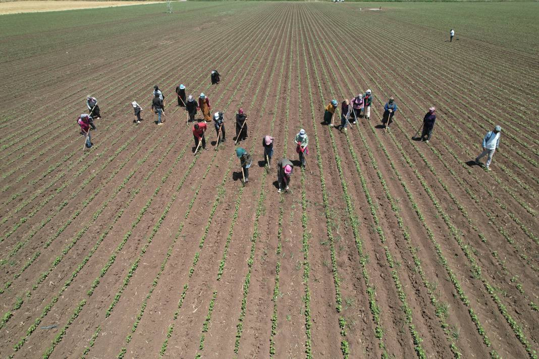 Amik Ovası'nda 40 derece sıcakta hasadı başladı! 9 saat çalışıyorlar... - Resim: 3