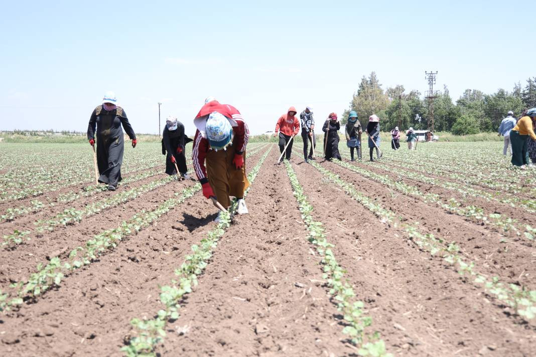 Amik Ovası'nda 40 derece sıcakta hasadı başladı! 9 saat çalışıyorlar... - Resim: 7