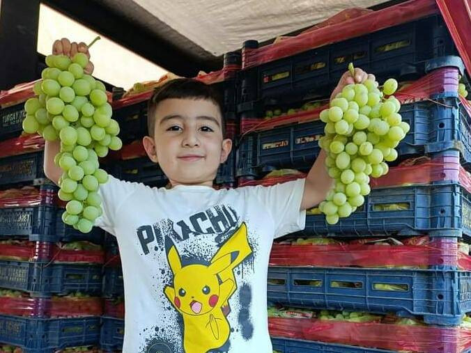 Yaşlanmayı durduran çekirdeksiz meyve. Bahçede kilosu 35 markette 100 TL - Resim: 5