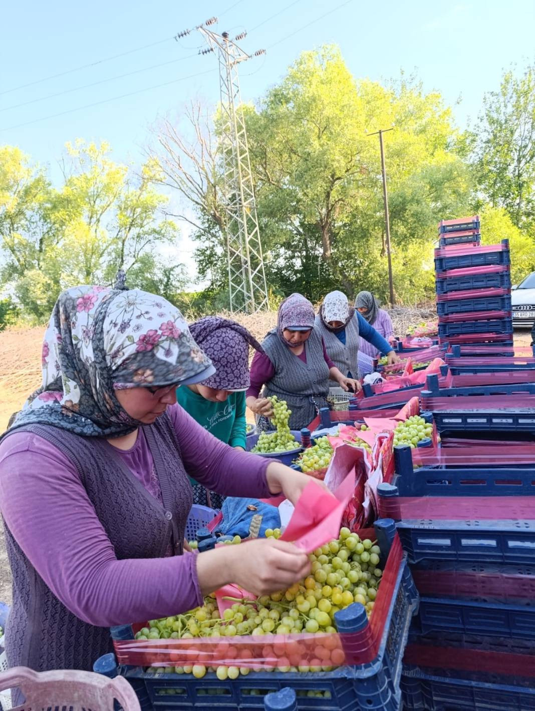 Yaşlanmayı durduran çekirdeksiz meyve. Bahçede kilosu 35 markette 100 TL - Resim: 1